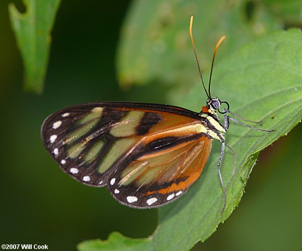 Ithomia iphianassa