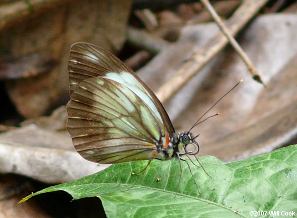 Pieriballia viardi (Viardi White)