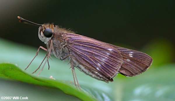 Purple-washed Skipper (Panoquina lucas)