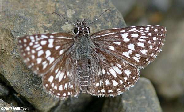 Tropical Checkered-Skipper (Pyrgus oileus)