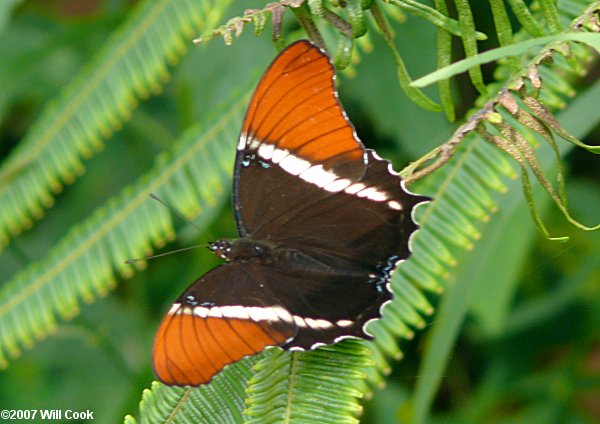 Rusty-tipped Page (Siproeta epaphus)