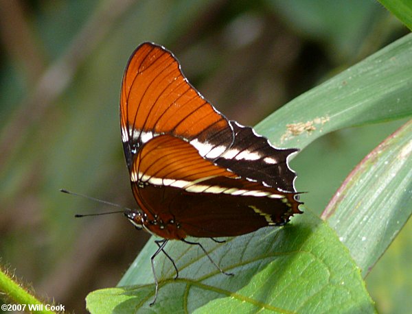 Rusty-tipped Page (Siproeta epaphus)