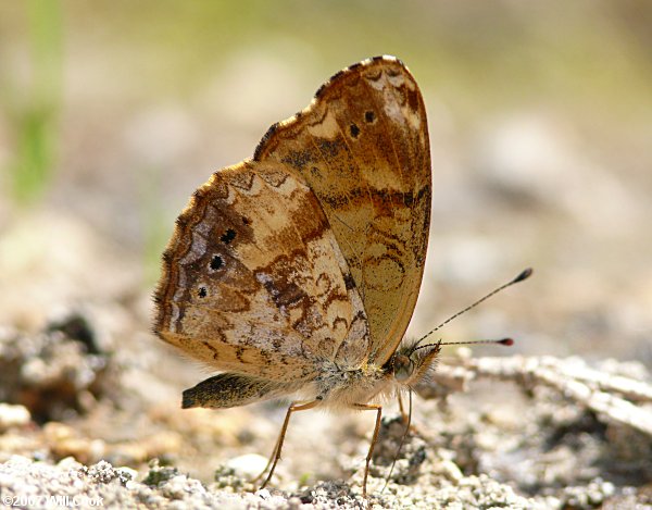 Telanassa delphia gaujoni