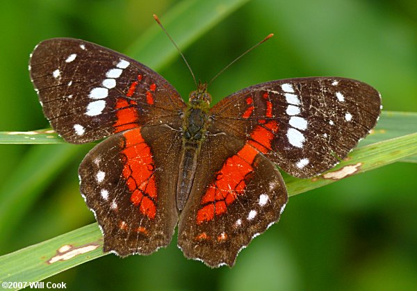 Scarlet Peacock (Anartia amathea)