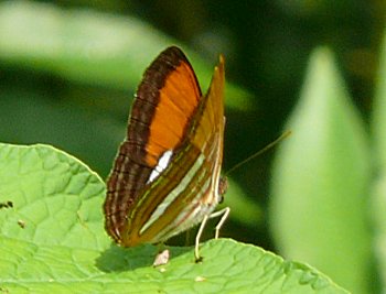 Smooth-banded Sister (Adelpha cytherea)