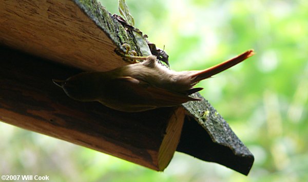 Buff-fronted Foliage-gleaner (Philydor rufum)