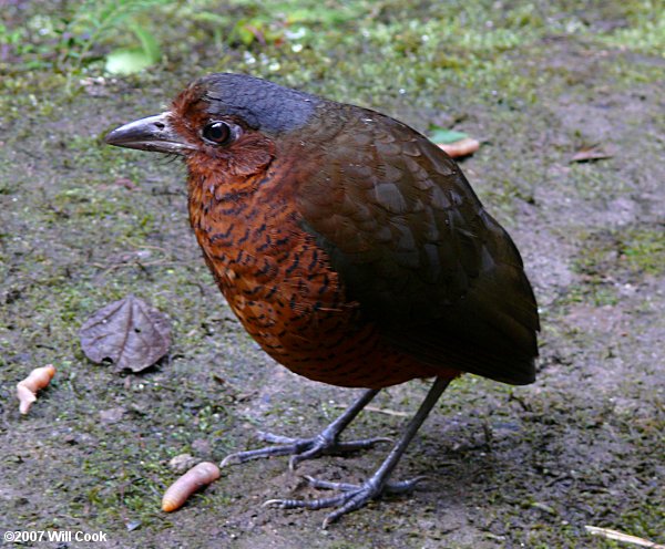 Giant Antpitta (Grallaria gigantea) Maria