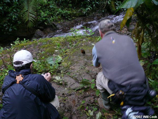 Giant Antpitta (Grallaria gigantea) Maria