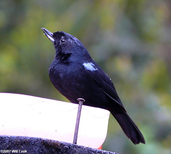 Glossy Flowerpiercer (Diglossa lafresnayii)