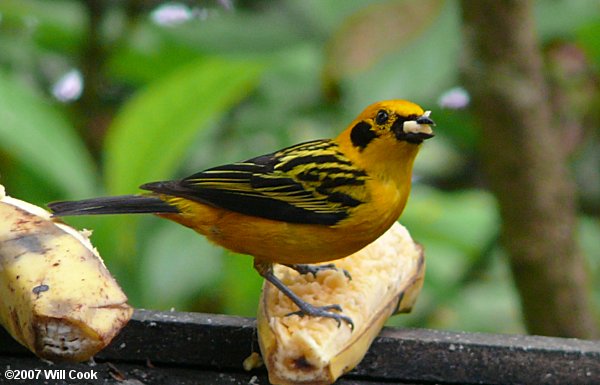 Golden Tanager (Tangara arthus)