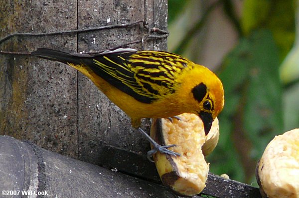 Golden Tanager (Tangara arthus)