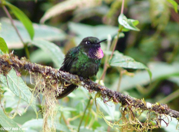 Gorgeted Sunangel (Heliangelus strophianus)