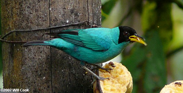 Green Honeycreeper (Chlorophanes spiza)