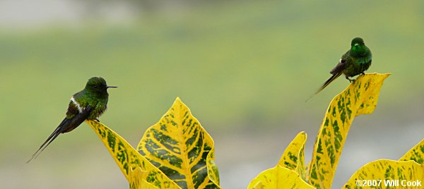 Green Thorntail (Discosura conversii)