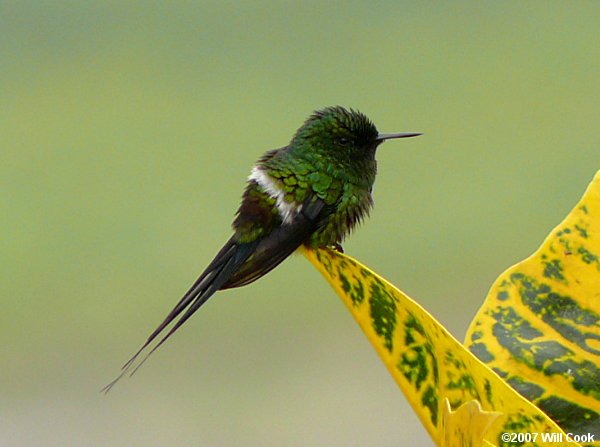 Green Thorntail (Discosura conversii)