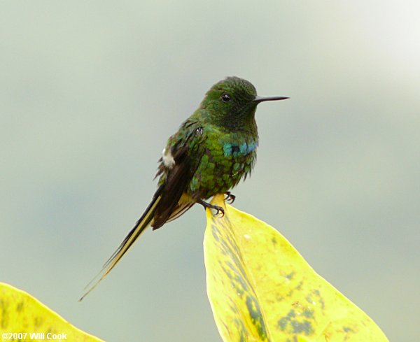 Green Thorntail (Discosura conversii)