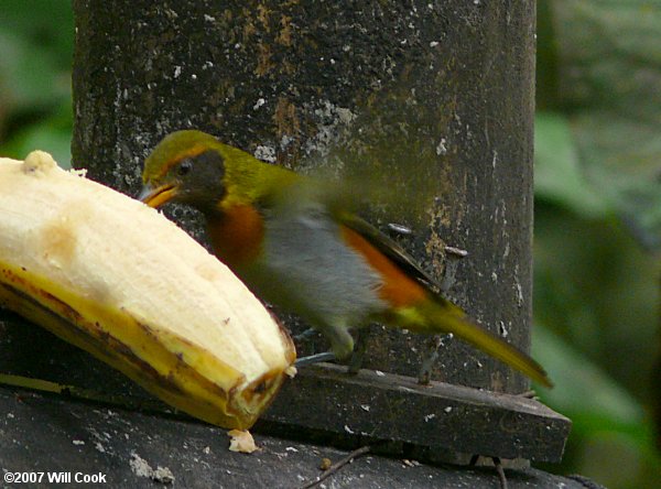 Guira Tanager (Hemithraupis guira)