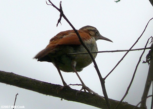 Pale-legged (Pacific) Hornero (Furnarius leucopus cinnamomeus)