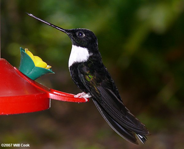 Collared Inca (Coeligena torquata)