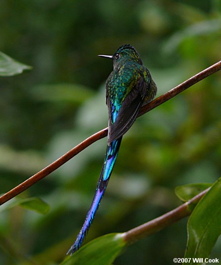 Long-tailed Sylph (Aglaiocercus kingi)