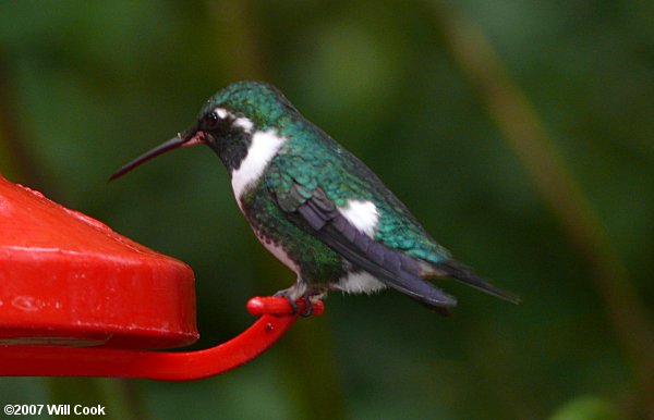 White-bellied Woodstar (Chaetocercus mulsant)