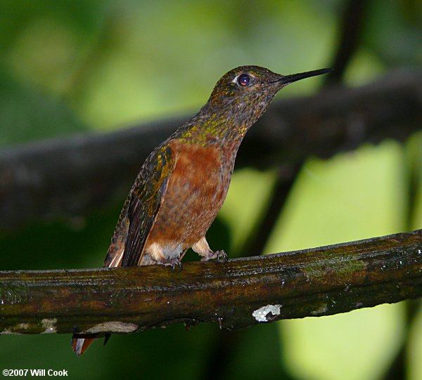 Chestnut-breasted Coronet (Boissonneaua matthewsii)