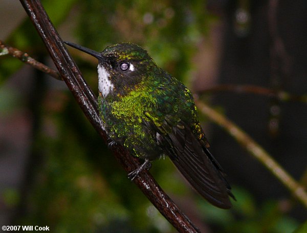 Tourmaline Sunangel (Heliangelus exortis)