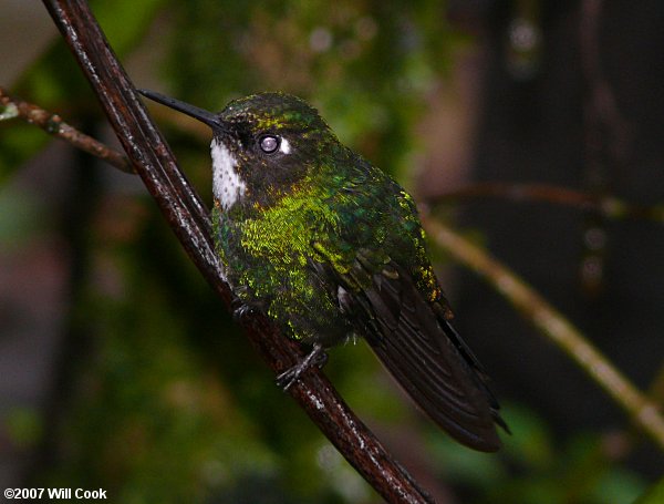 Tourmaline Sunangel (Heliangelus exortis)