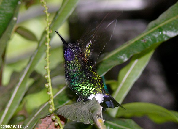 Glowing Puffleg (Eriocnemis vestita)