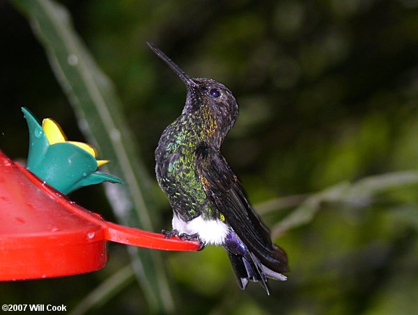 Glowing Puffleg (Eriocnemis vestita)