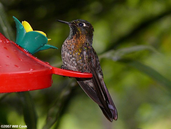 Tyrian Metaltail (Metallura tyrianthina)