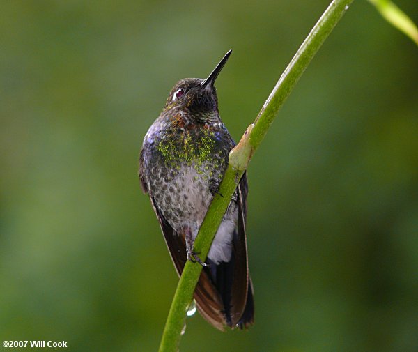 Tyrian Metaltail (Metallura tyrianthina)