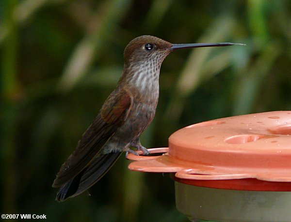 Bronzy Inca (Coeligena coeligena)