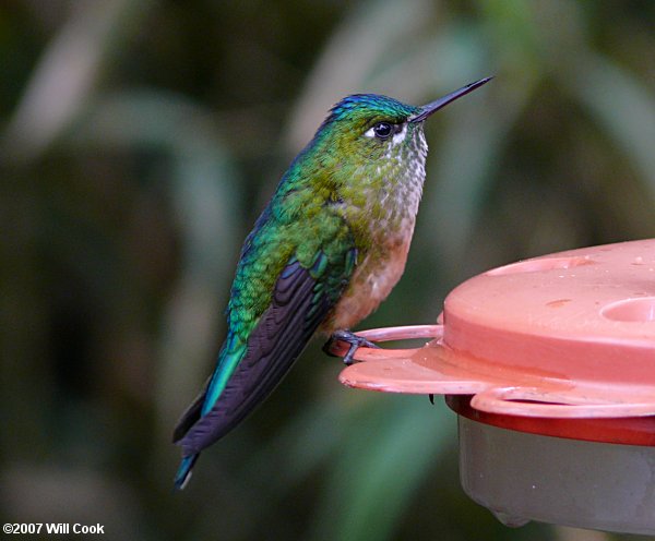 Long-tailed Sylph (Aglaiocercus kingi)