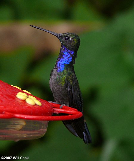 Napo Sabrewing (Campylopterus villaviscensio)