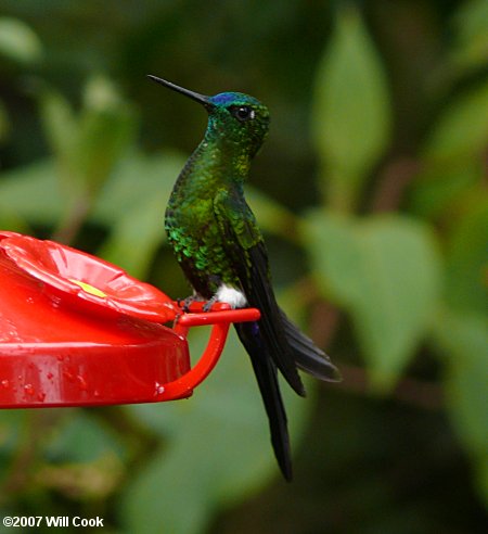 Sapphire-vented Puffleg (Eriocnemis luciani)