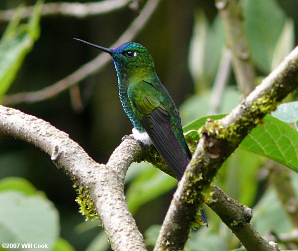 Sapphire-vented Puffleg (Eriocnemis luciani)