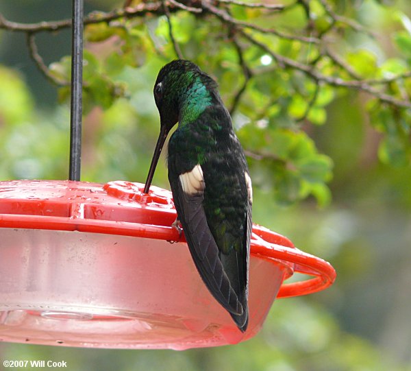 Buff-winged Starfrontlet (Coeligena lutetiae)