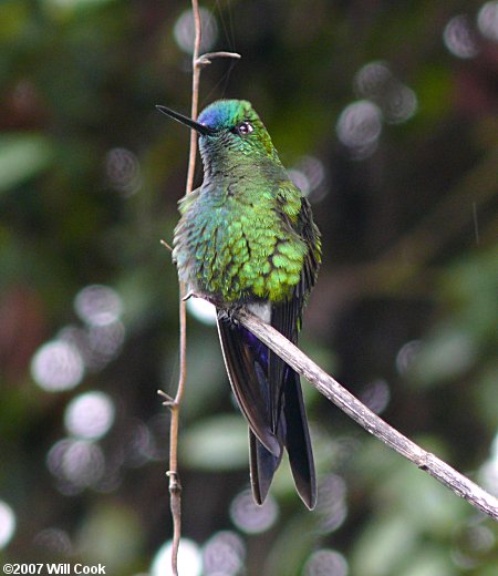 Sapphire-vented Puffleg (Eriocnemis luciani)