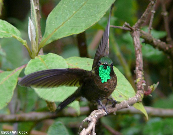 Tyrian Metaltail (Metallura tyrianthina)