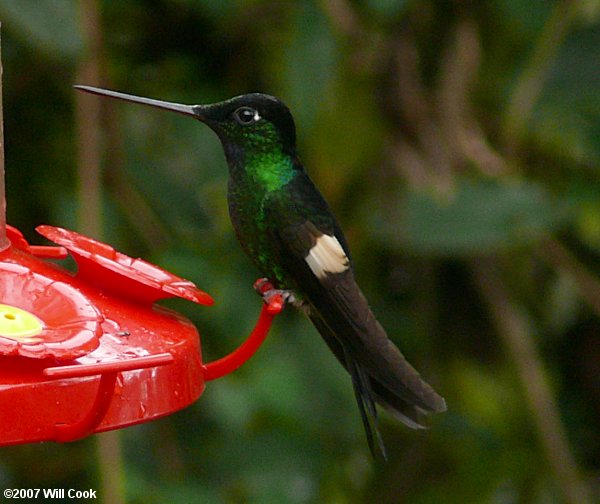 Buff-winged Starfrontlet (Coeligena lutetiae)