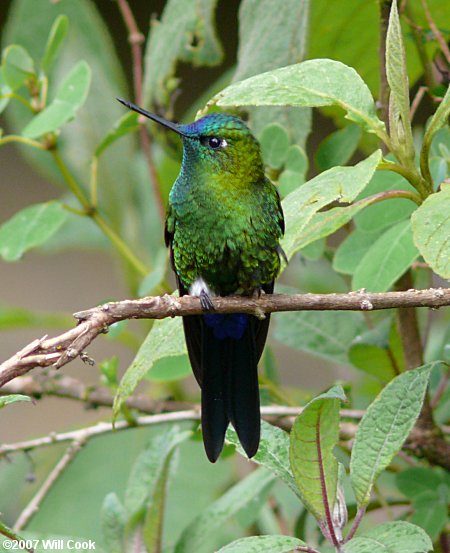 Sapphire-vented Puffleg (Eriocnemis luciani)