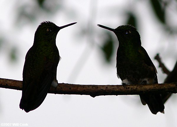 Buff-tailed Coronet (Boissonneaua flavescens)