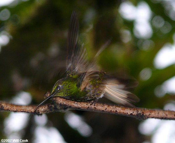 Buff-tailed Coronet (Boissonneaua flavescens)