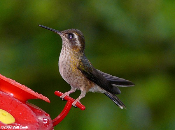 Speckled Hummingbird (Adelomyia melanogenys)