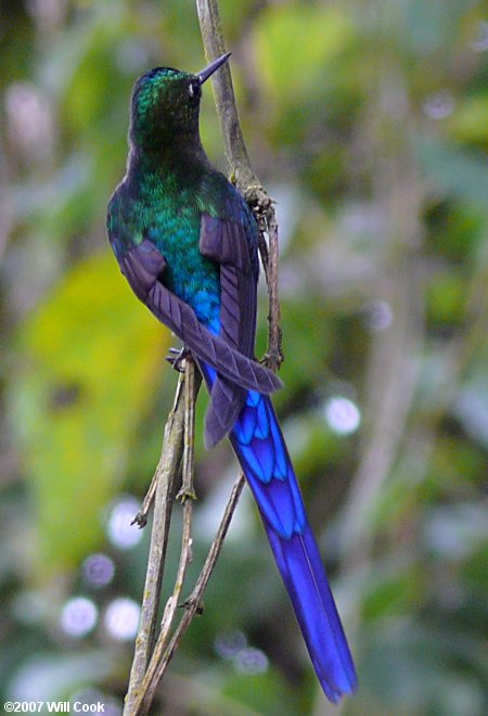 Violet-tailed Sylph (Aglaiocercus coelestis)