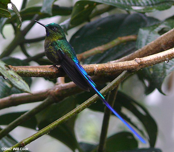 Violet-tailed Sylph (Aglaiocercus coelestis)