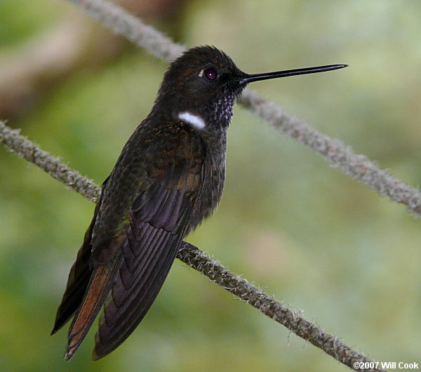 Brown Inca (Coeligena wilsoni)