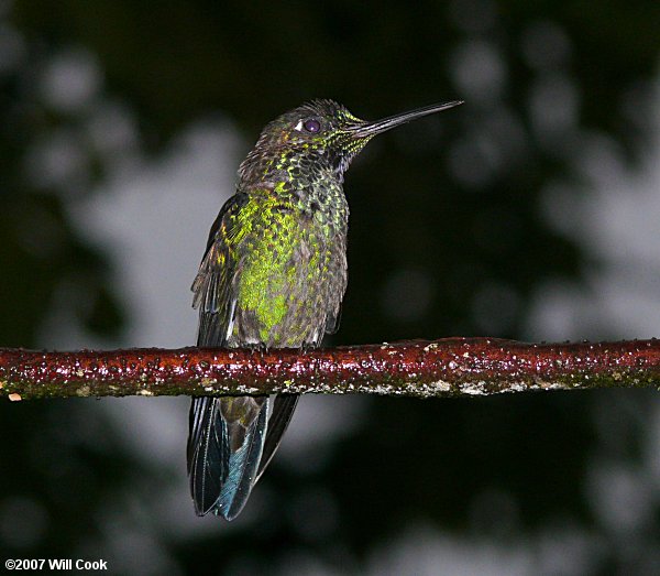 Green-crowned Brilliant (Heliodoxa jacula)