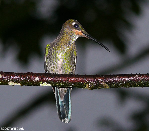 Green-crowned Brilliant (Heliodoxa jacula)